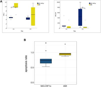 Cell-Based HIF1α Gene Therapy Reduces Myocardial Scar and Enhances Angiopoietic Proteome, Transcriptomic and miRNA Expression in Experimental Chronic Left Ventricular Dysfunction